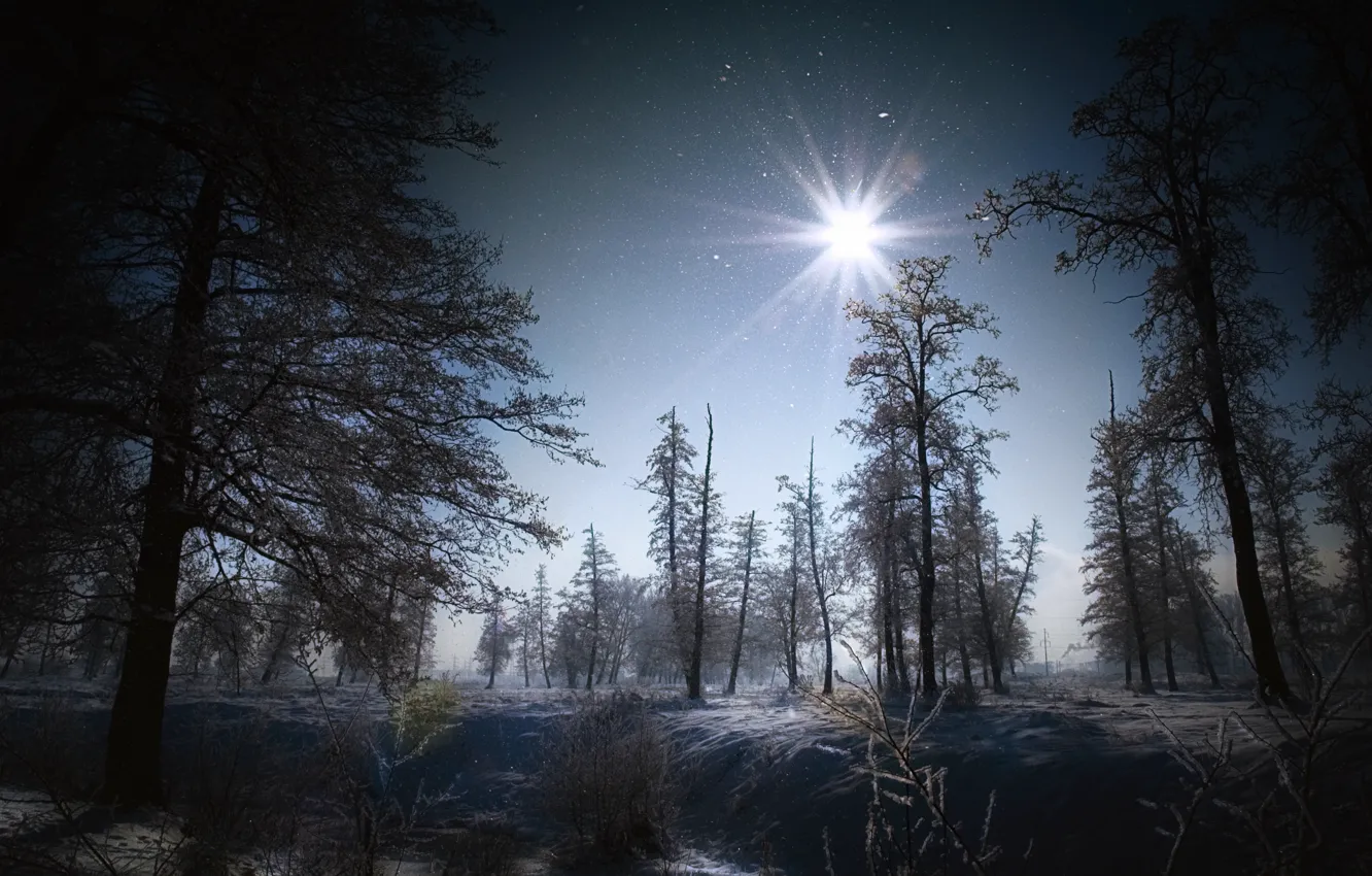 Фото обои зима, лес, снег, деревья, пейзаж, природа