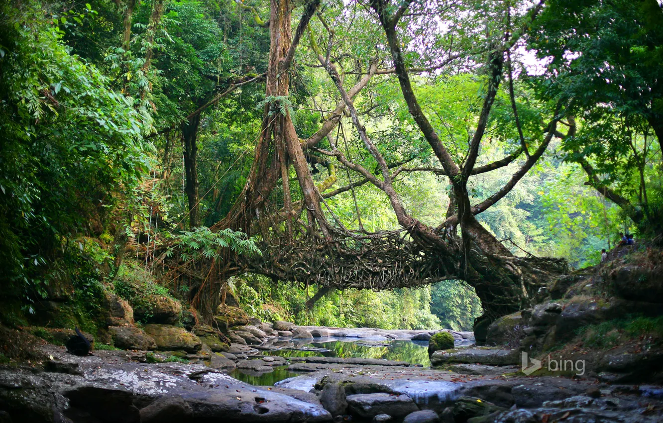 Фото обои лес, деревья, река, камни, Индия, лианы, East Khasi Hills, Мегхалая