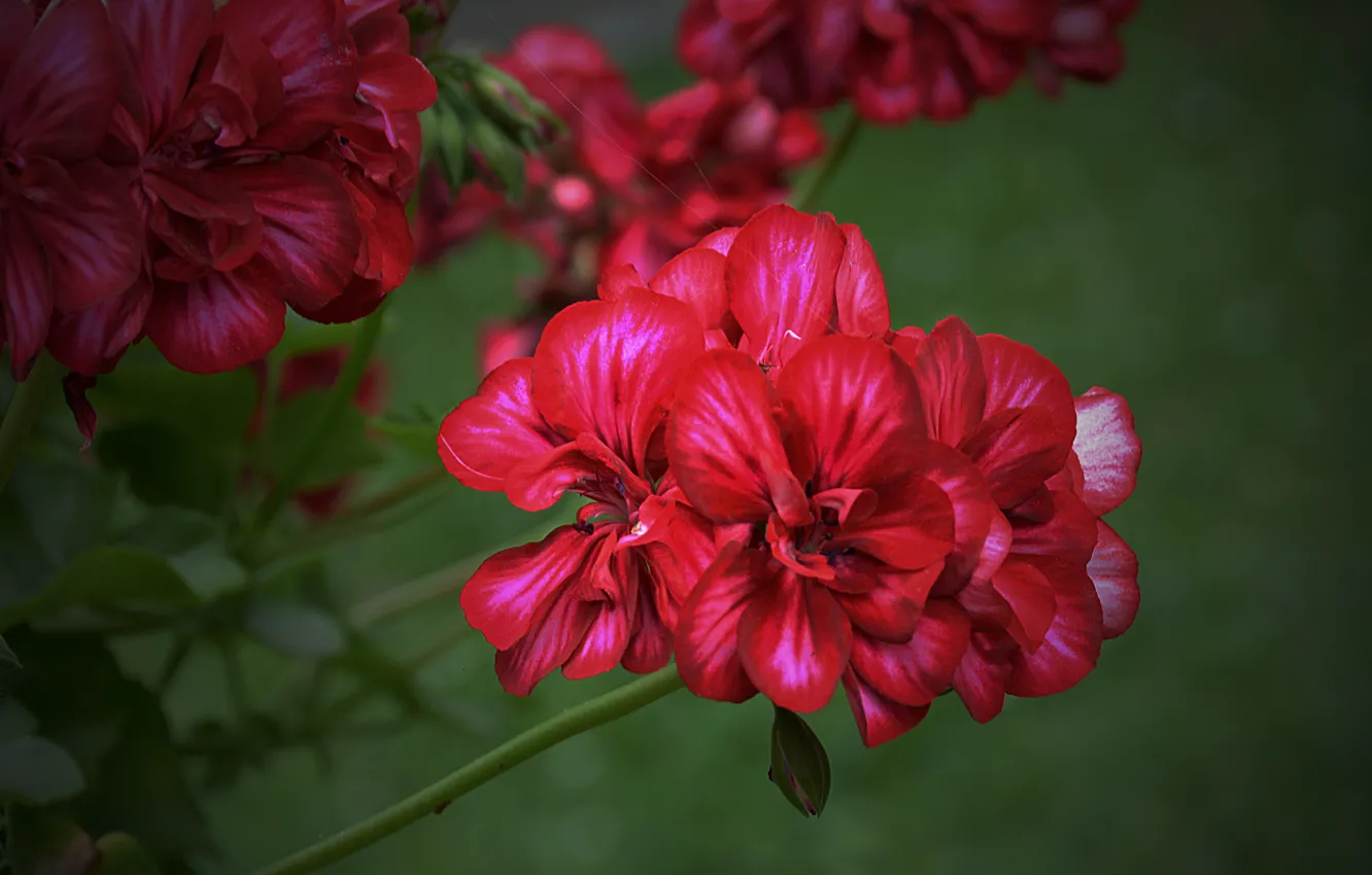 Фото обои красные, red, цветочки, цветение, Flowers, боке, bokeh, flowering