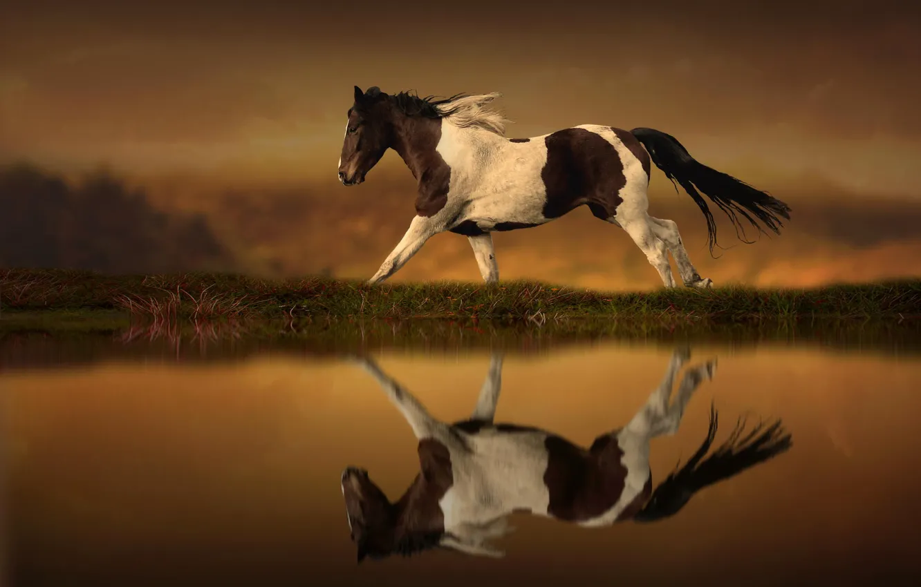 Фото обои отражение, лошадь, бег, Horse