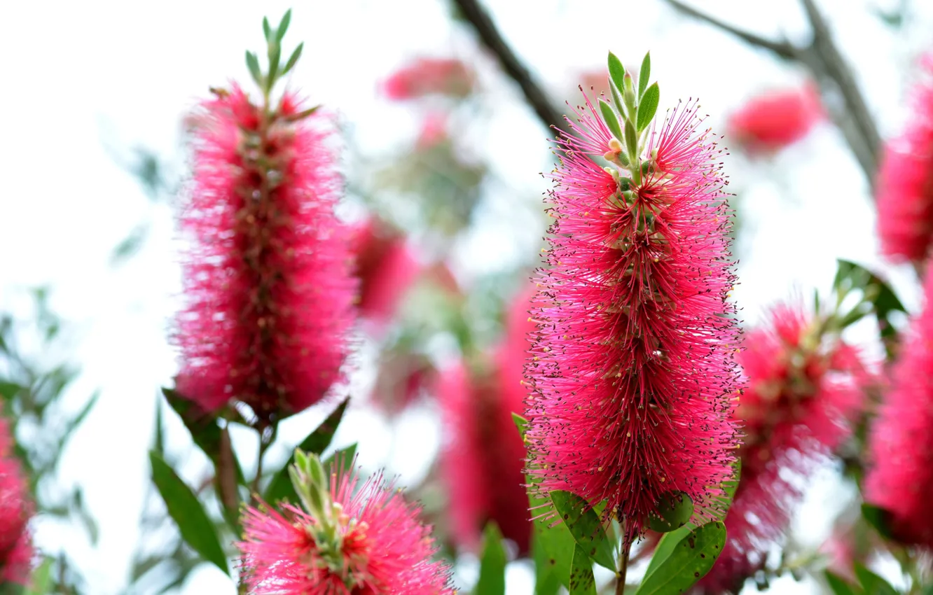 Фото обои макро, красный, экзотика