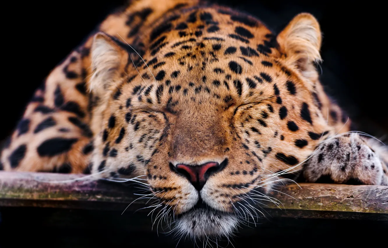Фото обои усы, морда, лапа, леопард, спит, тёмный фон