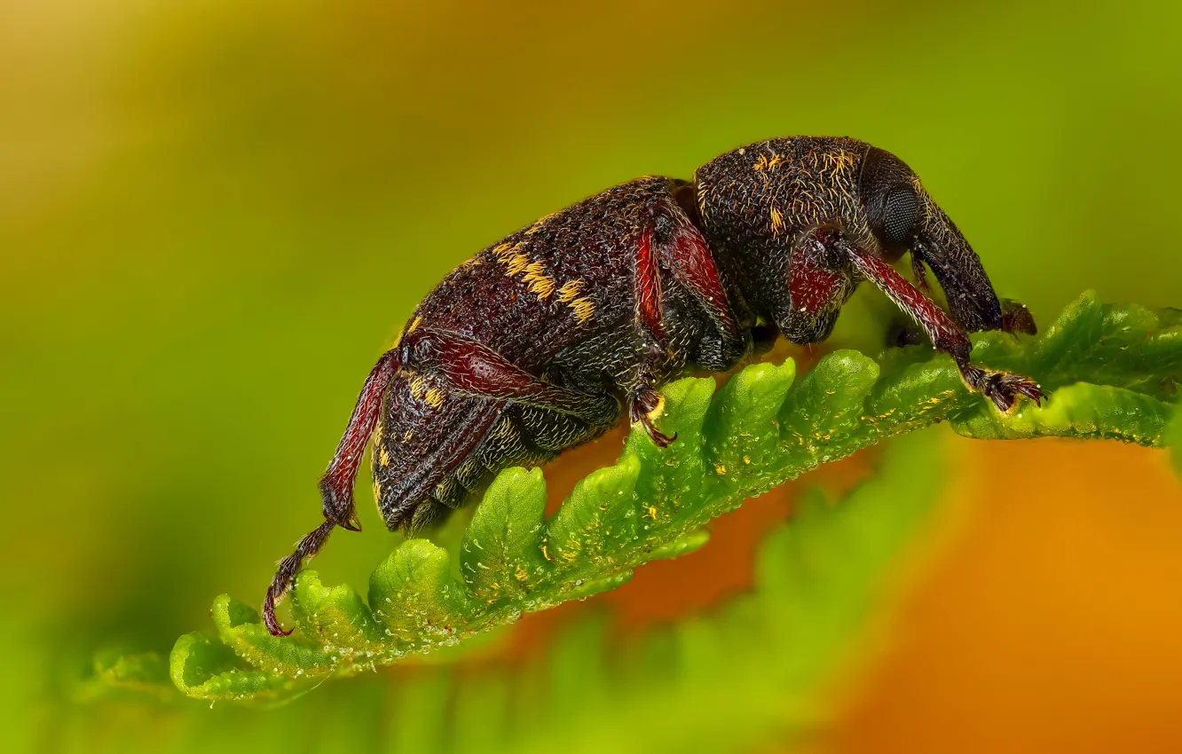 Фото обои листья, макро, жук, насекомое