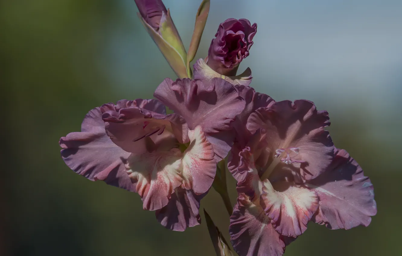 Фото обои flower, nature, autumn, bokeh effect, gladiolus