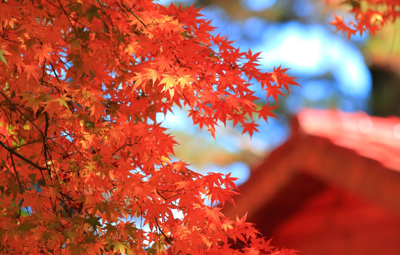 Фото обои крыша, осень, листья, макро, дом, дерево, размытость, красные
