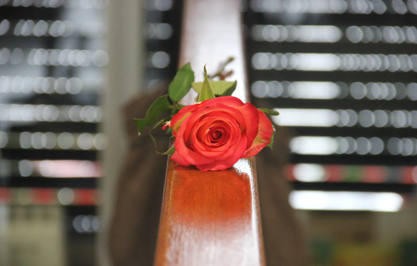 Фото обои rose, flower, beauty