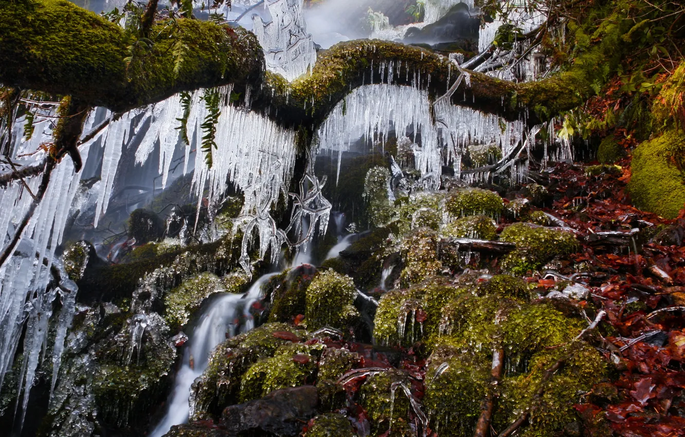 Фото обои лед, зима, дерево, водопад