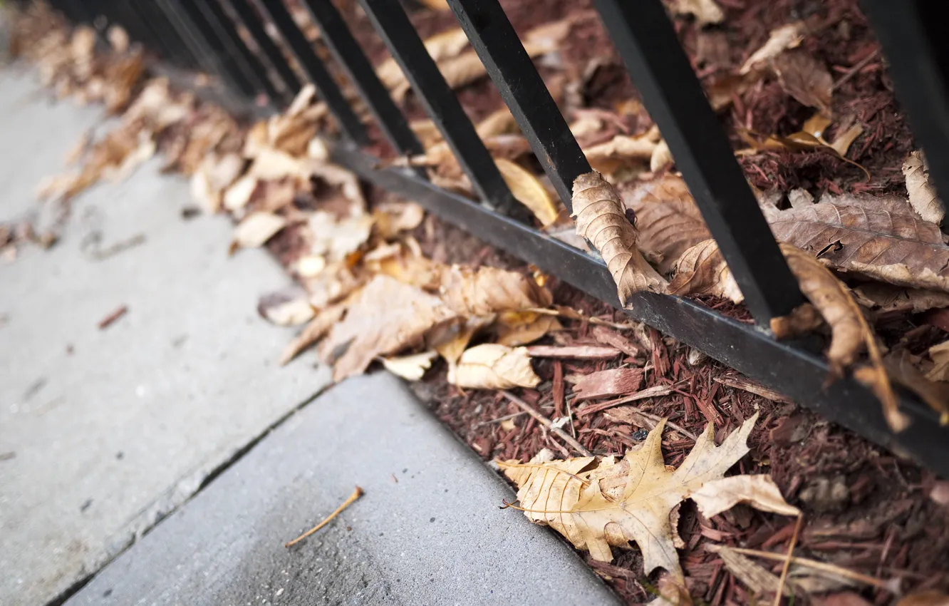 Фото обои осень, листья, макро, лист, листва, решетка, тротуар, опавшие