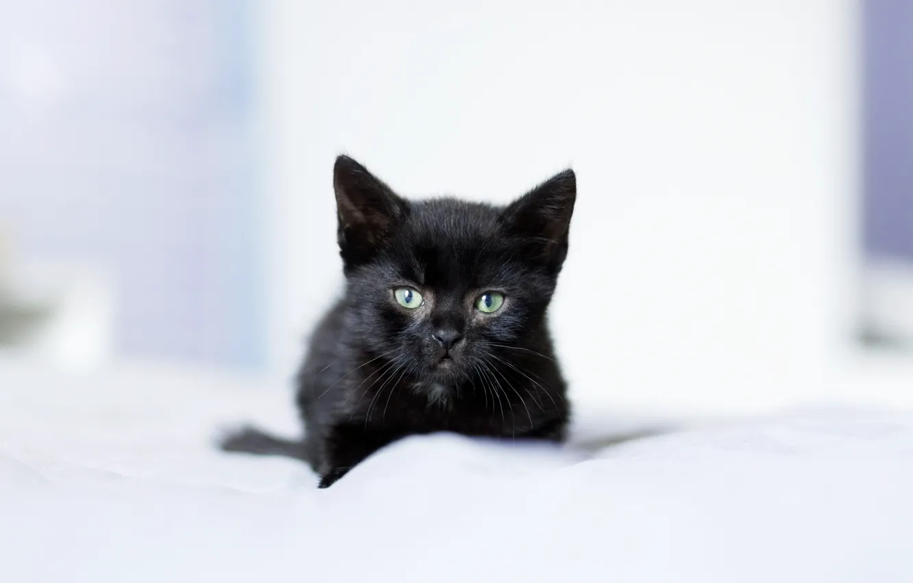 Фото обои взгляд, малыш, котёнок, чёрный котёнок