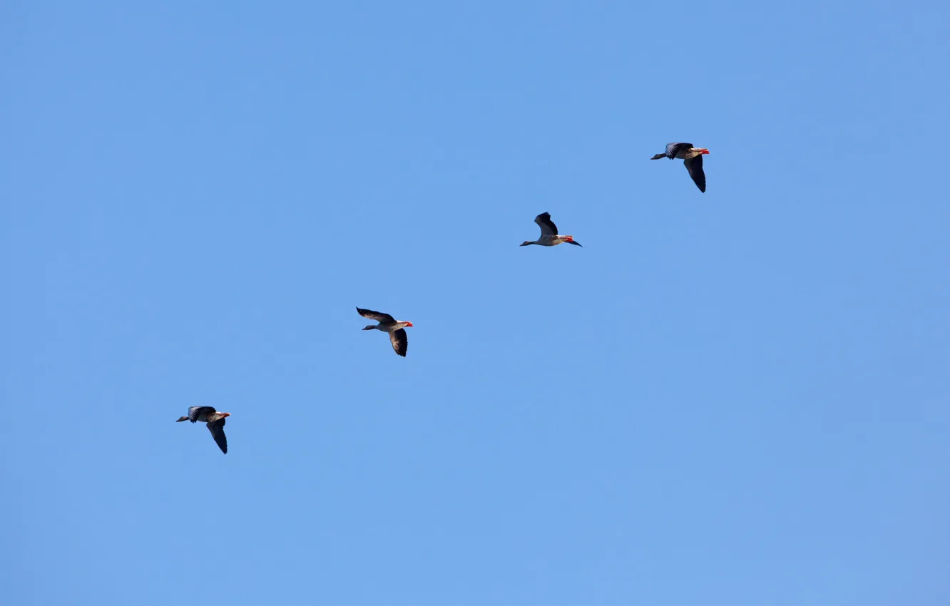 Фото обои sky, blue, flight, ducks
