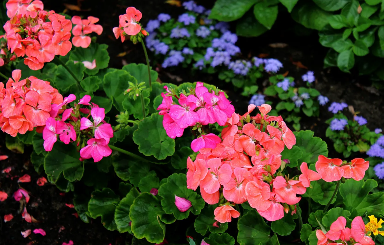 Фото обои лето, растения, клумба, флора, герань, цветы садовые