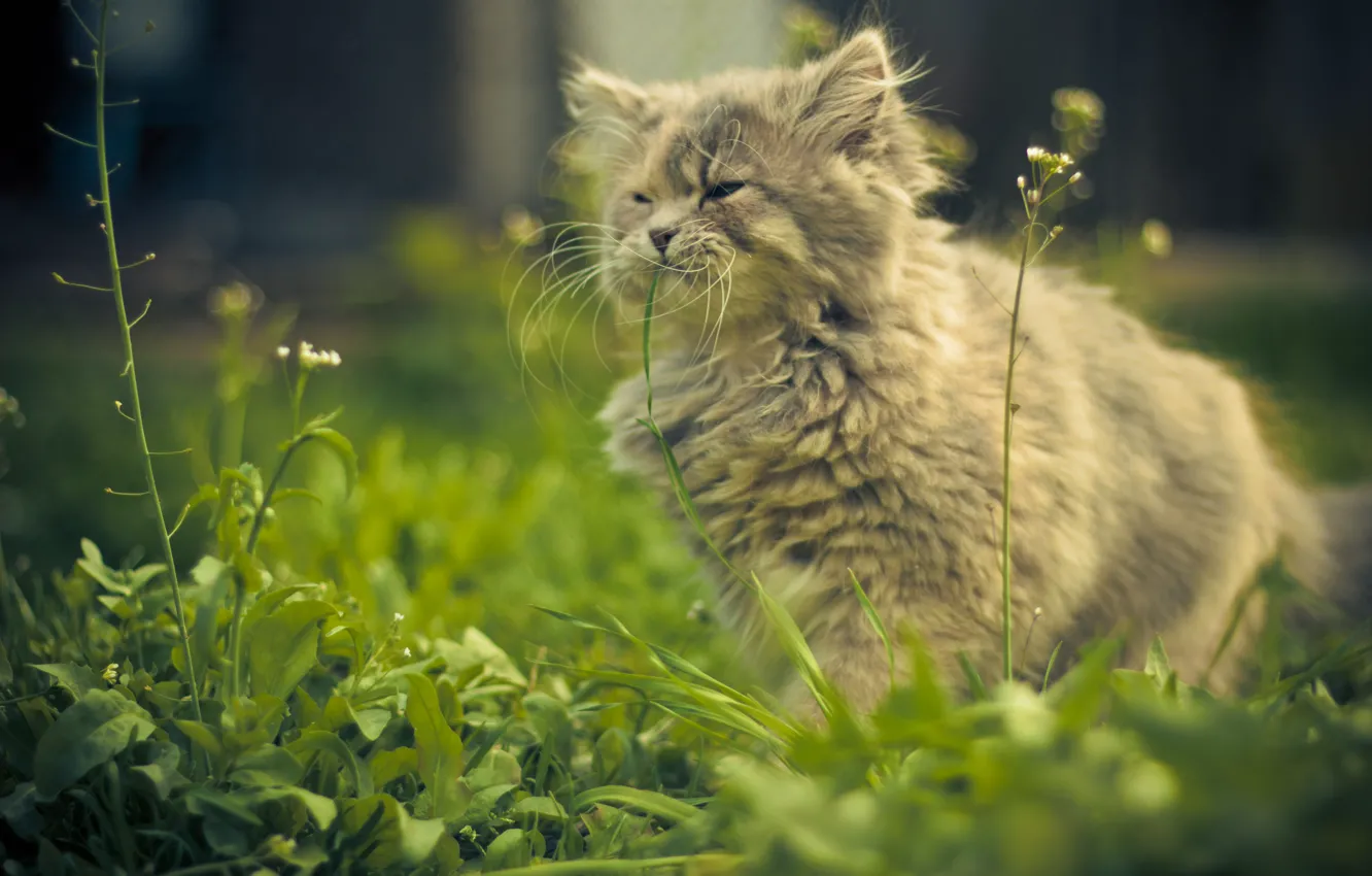 Фото обои кошка, лето, трава, безмятежность, виста