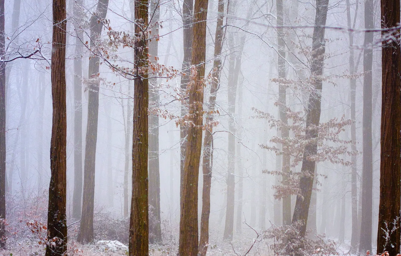 Фото обои зима, иней, лес, снег