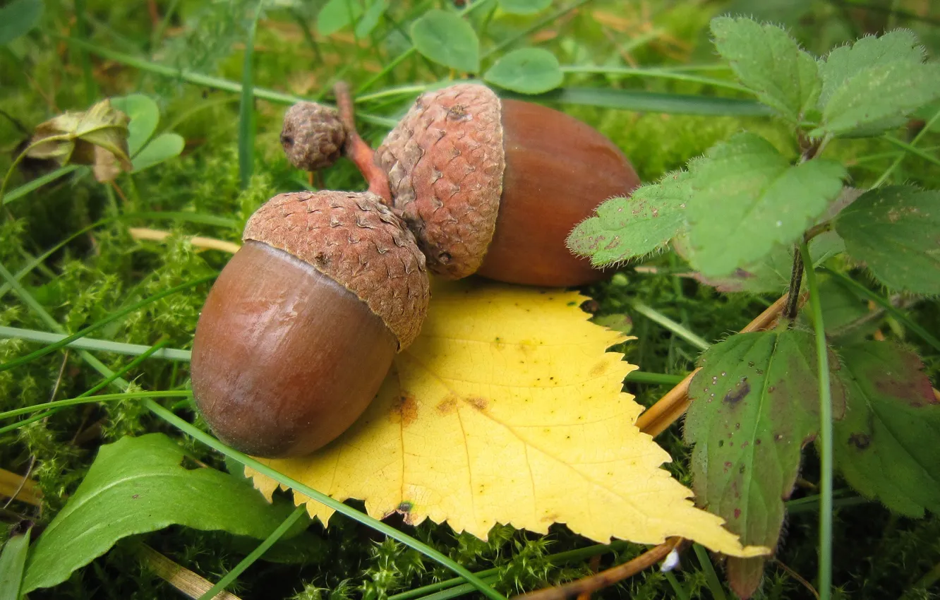 Фото обои орехи, Дмитрий Кузнецов, Лиозно, Два сапога пара