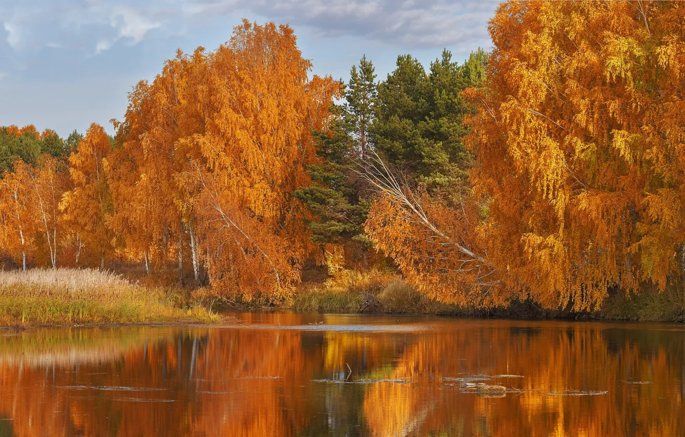 Фото обои осень, лес, деревья, озеро, Россия, Олег Богданов