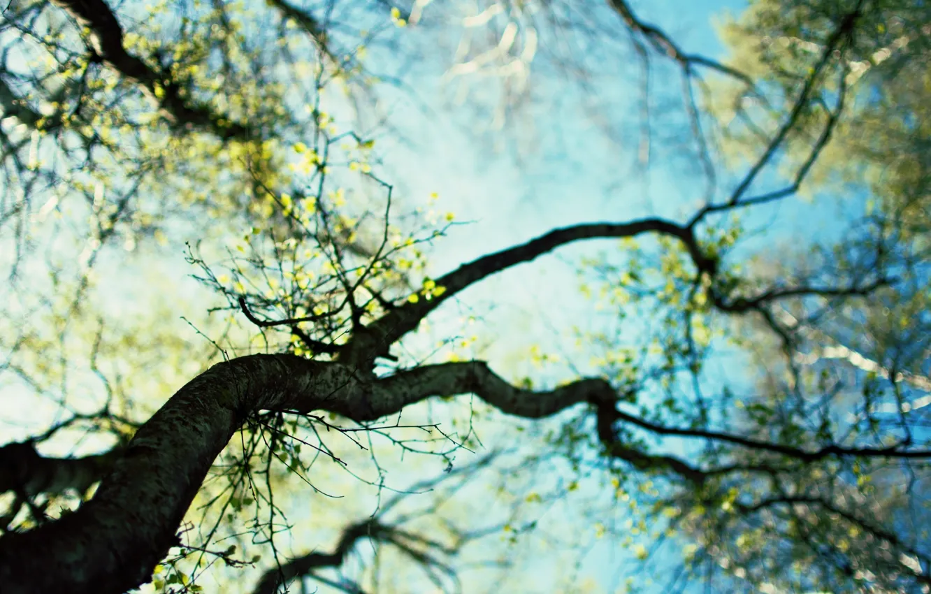 Фото обои небо, листья, деревья, природа, фон, ветви, обои, весна