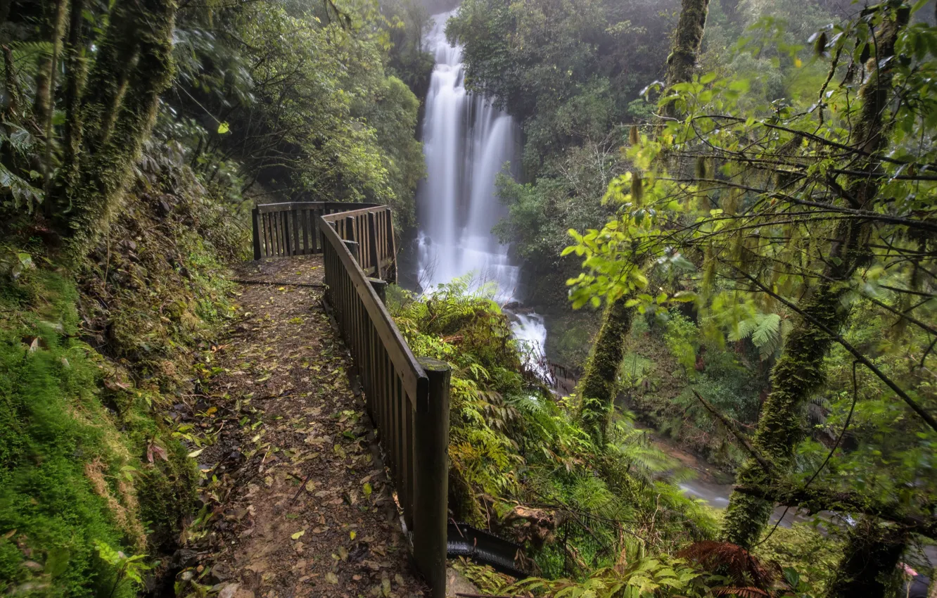 Фото обои лес, деревья, водопад, Новая Зеландия, каскад, New Zealand, Waitanguru Falls, Piopio