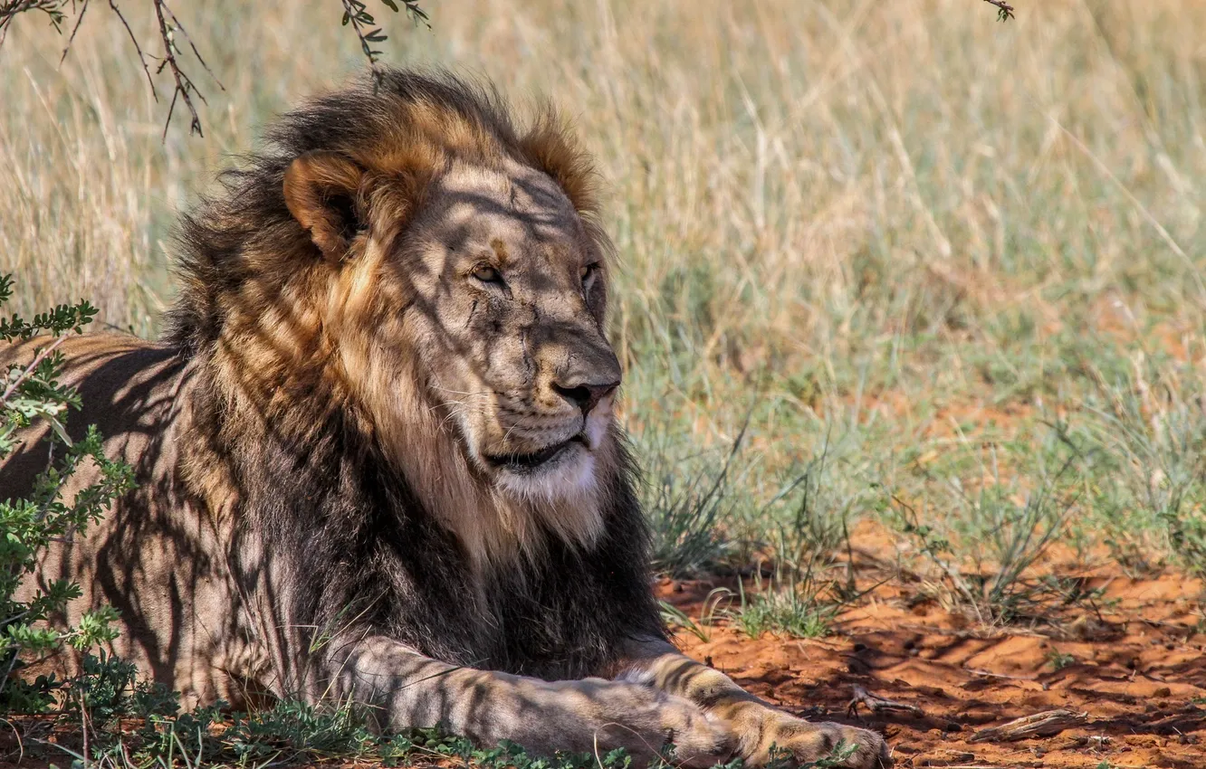 Фото обои морда, тень, хищник, лев, грива, Африка, дикая кошка