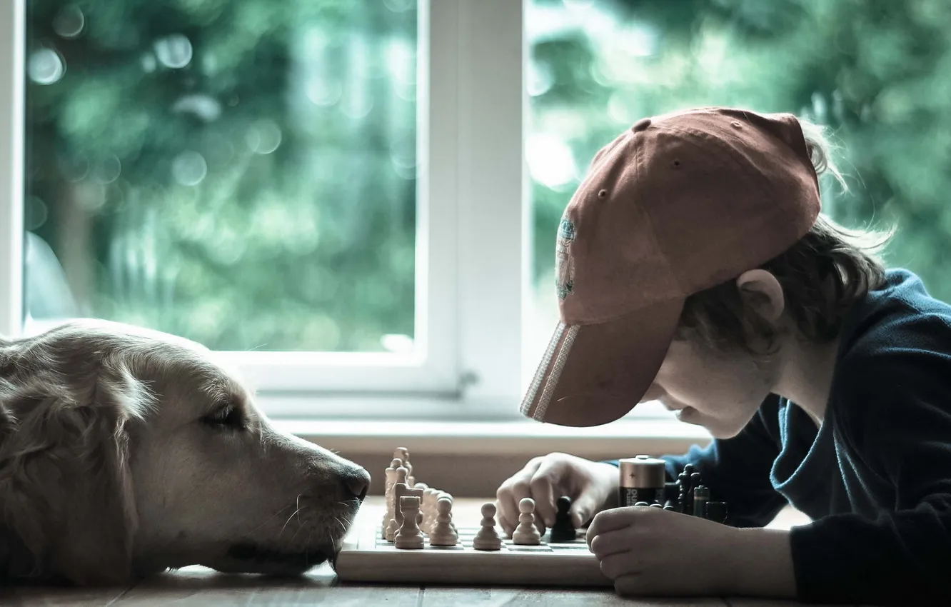 Фото обои настроение, собака, шахматы, малчик