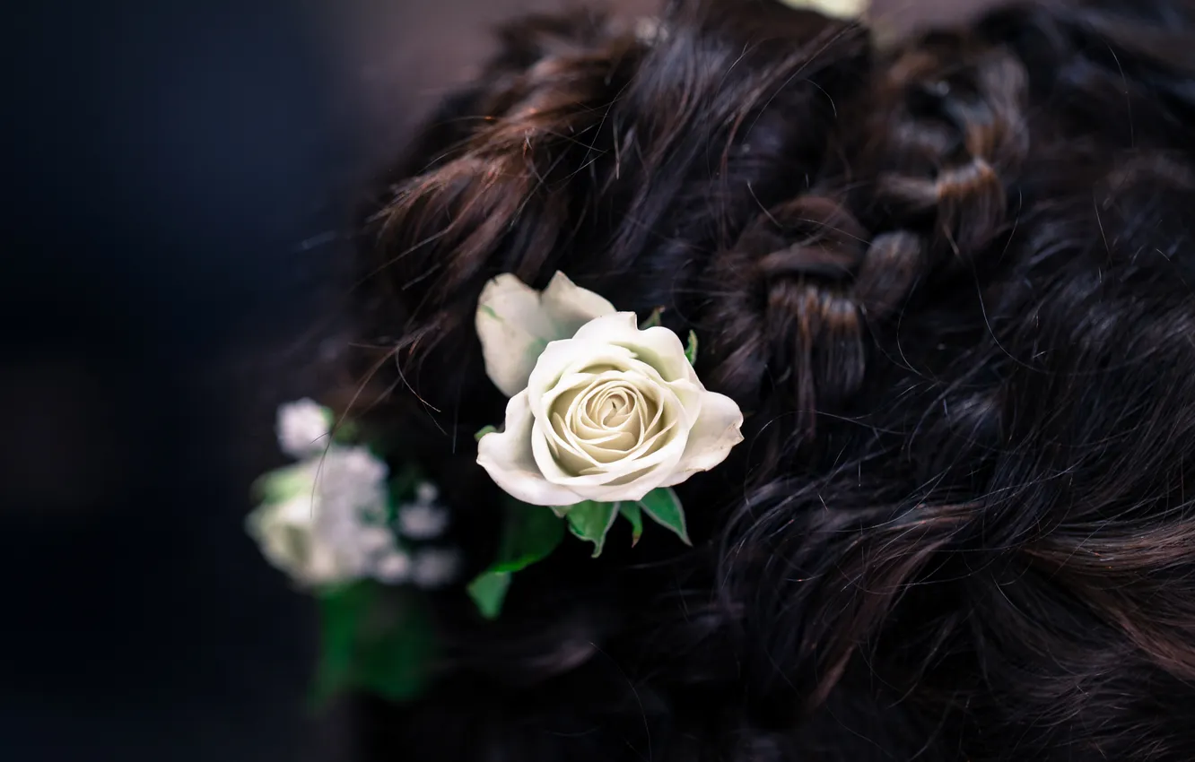 Фото обои цветы, розы, брюнетка, прическа, коса