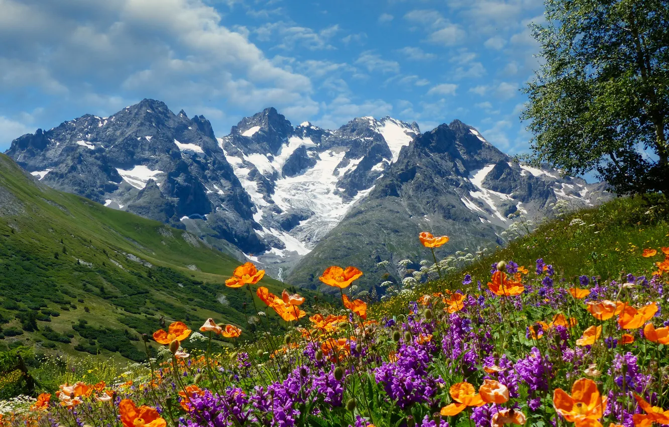 Фото обои цветы, горы, маки, Альпы, луг, France, Dauphiné Alps, Альпы Дофине