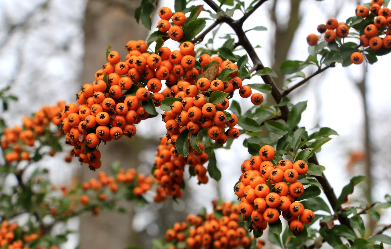 Фото обои food, fruit, twig