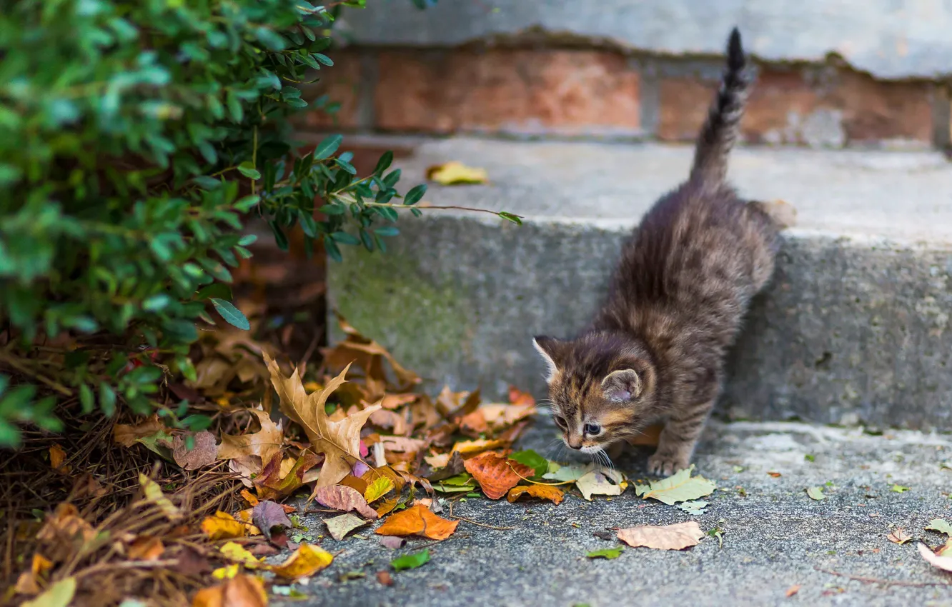 Фото обои осень, кошка, листья, поза, дом, котенок, серый, куст