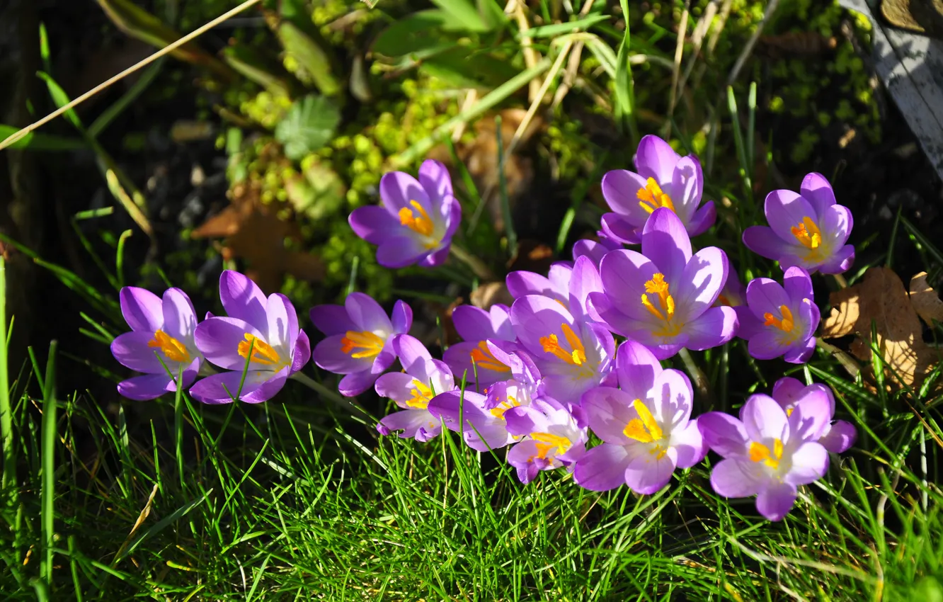 Фото обои весна, крокусы, шафран