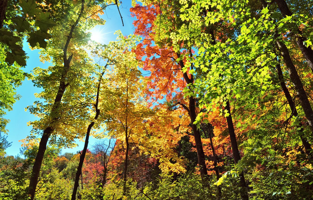 Фото обои осень, небо, листья, лучи, свет, деревья