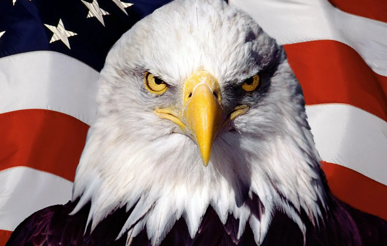 Фото обои птица, орел, флаг, америка, сша