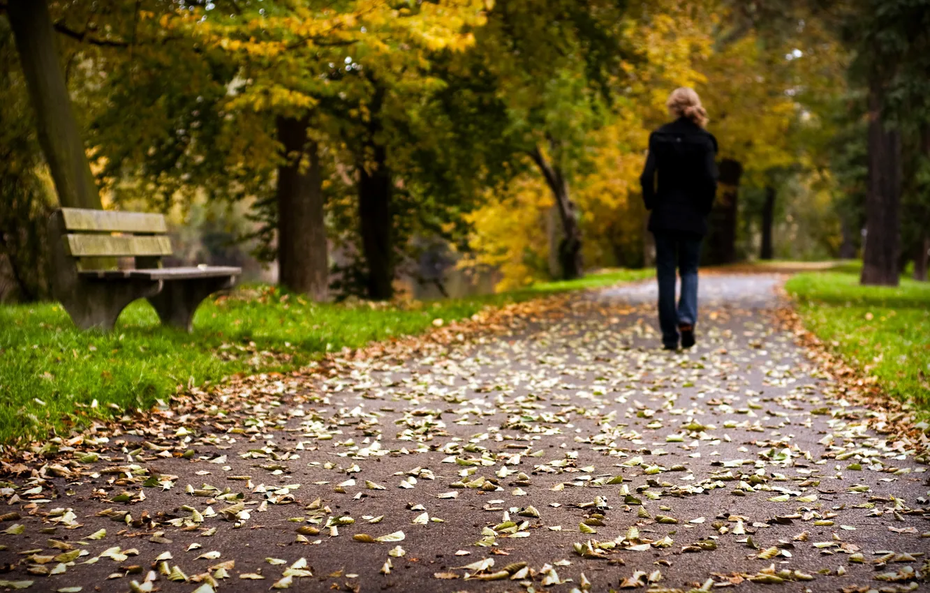 Фото обои дорога, листья, парк, настроение