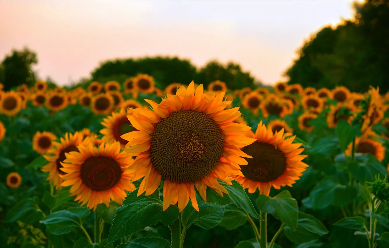 Фото обои Закат, Подсолнухи, Sunset, Sunflowers