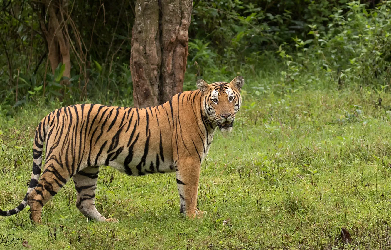 Фото обои зелень, природа, тигр, Rakesh Kumar Dogra