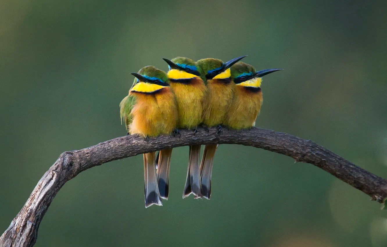 Фото обои ветки, цвет, перья, клюв, тица