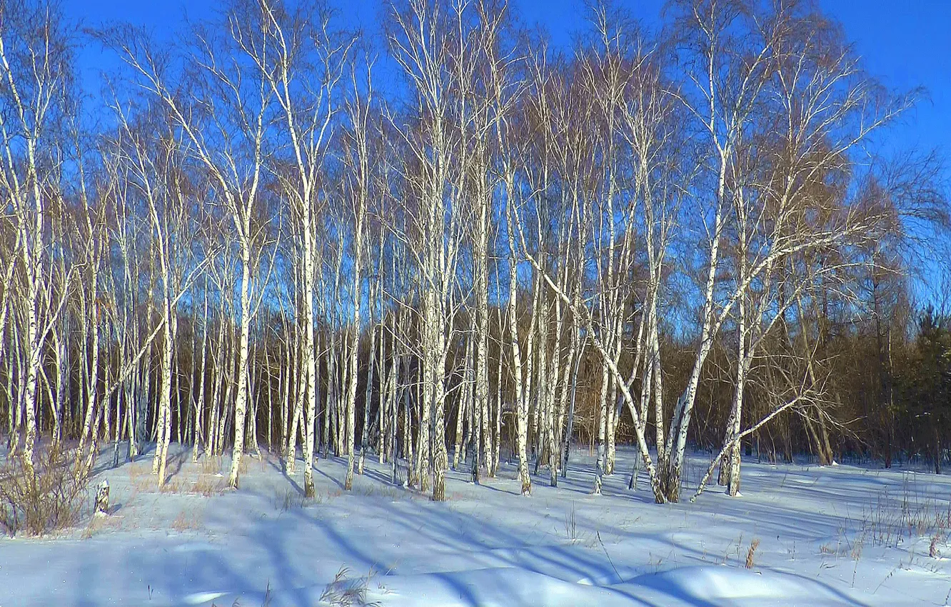 Фото обои зима, лес, снег, Сибирь, Берёзы