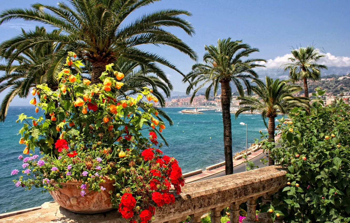 Фото обои море, цветы, пальмы, побережье, Франция, дома, Menton