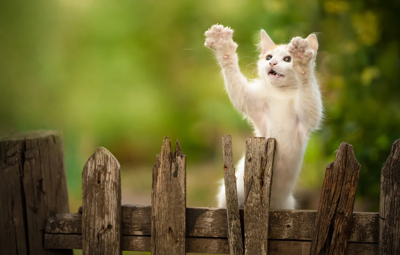 Фото обои белый, забор, лапки, котёнок, стойка, Юрий Коротун