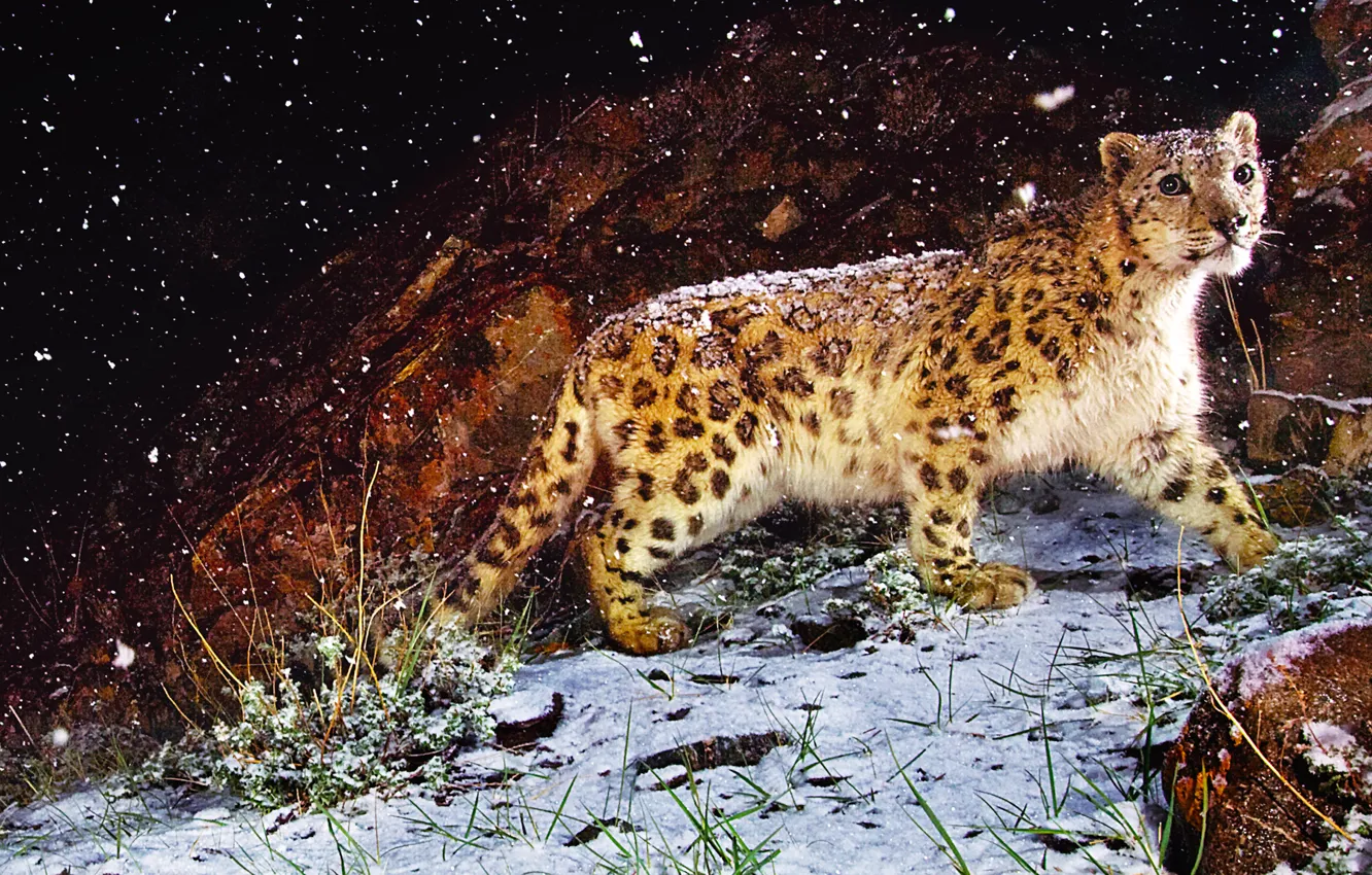 Фото обои трава, взгляд, снег, ночь, камень, картина, леопард, зверь