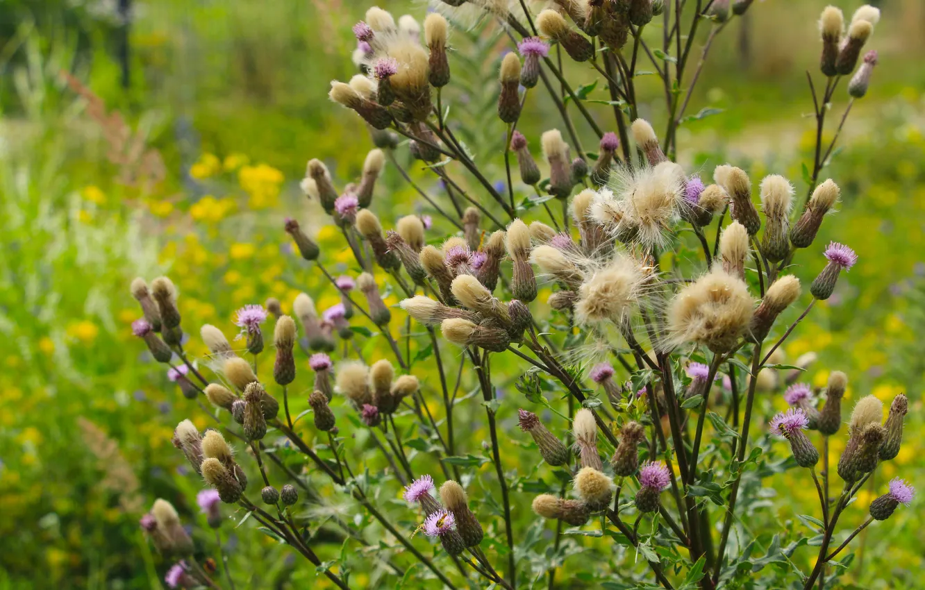 Фото обои color, plant, meadow