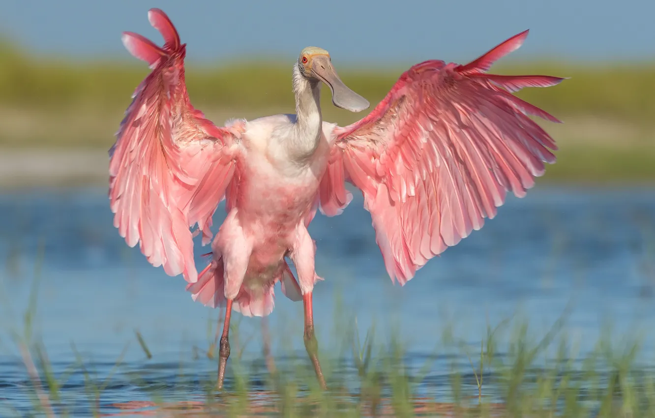 Фото обои вода, птица, крылья, Розовая колпица