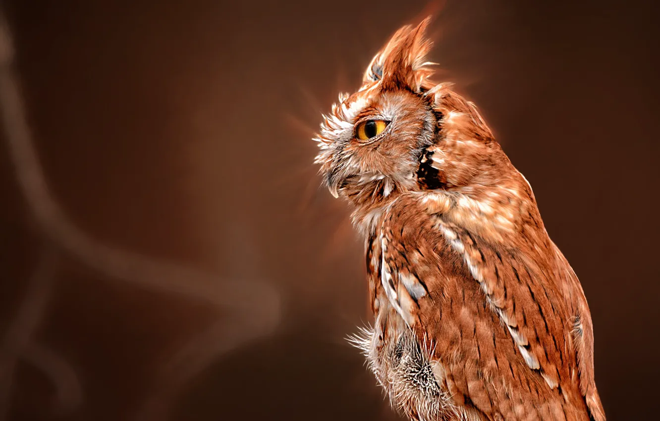 Фото обои фон, сова, птица, профиль, Североамериканская совка