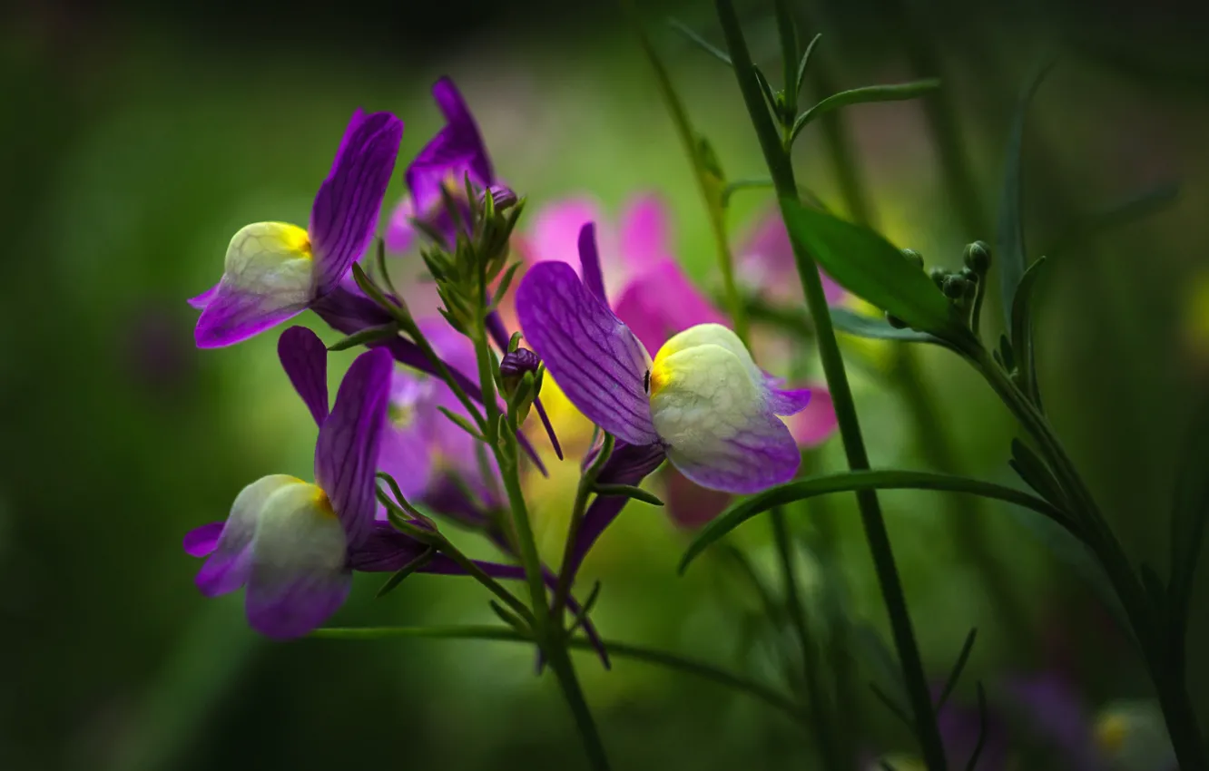 Фото обои цветы, весна, фиолетовые