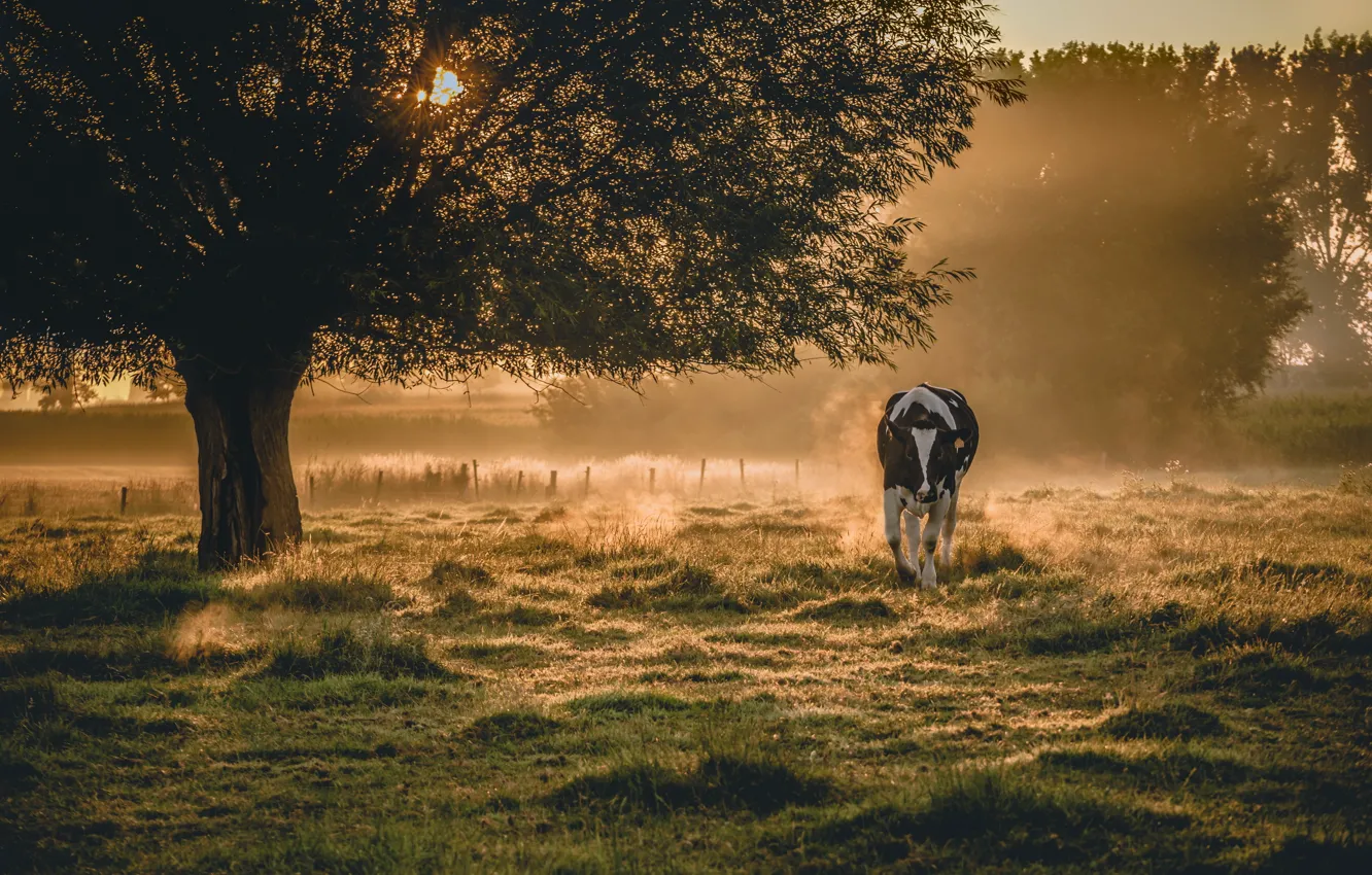 Фото обои туман, корова, утро