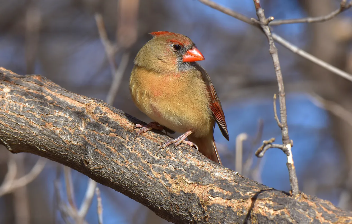 Фото обои деревья, ветки, фон, птица, кора, боке, кардинал