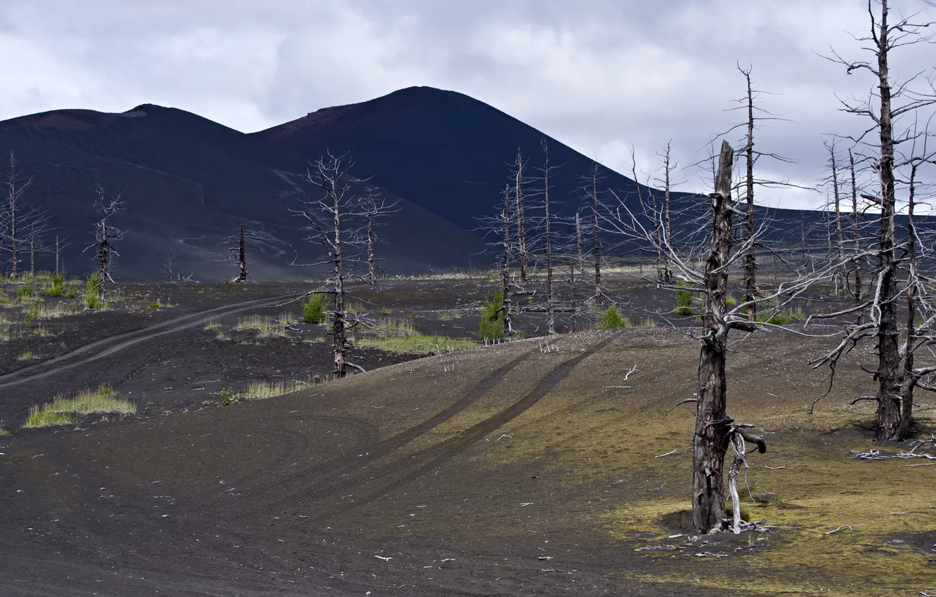 Фото обои деревья, природа, Камчатка