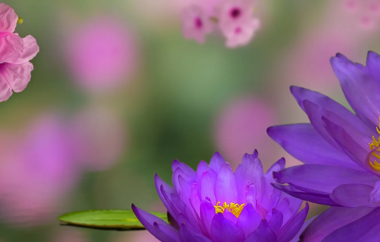 Фото обои коллаж, нимфея, водяная лилия