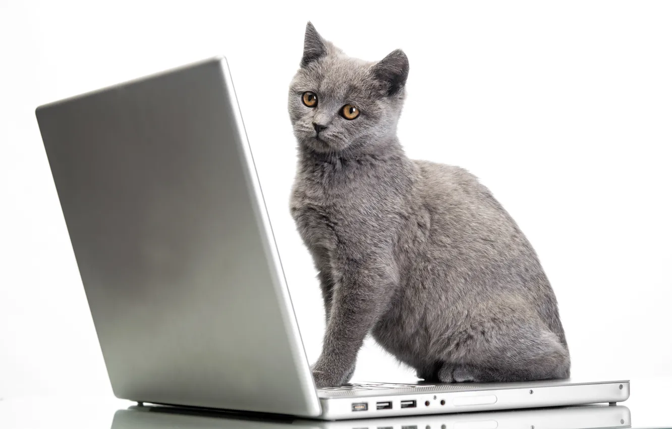 Фото обои кот, ноутбук, Glance, Cats, Laptops