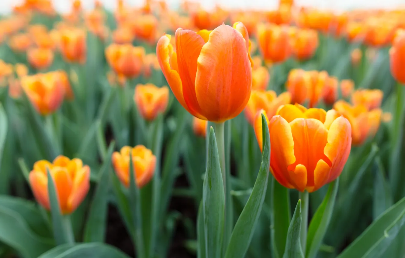 Фото обои цветы, тюльпаны, оранжевые
