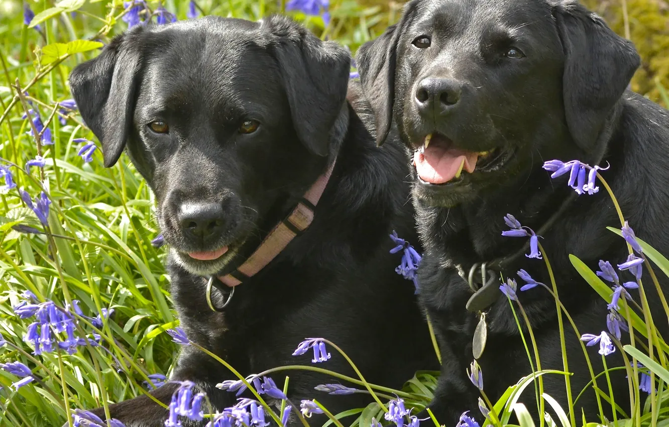 Фото обои собаки, цветы, колокольчики, парочка, Лабрадор-ретривер