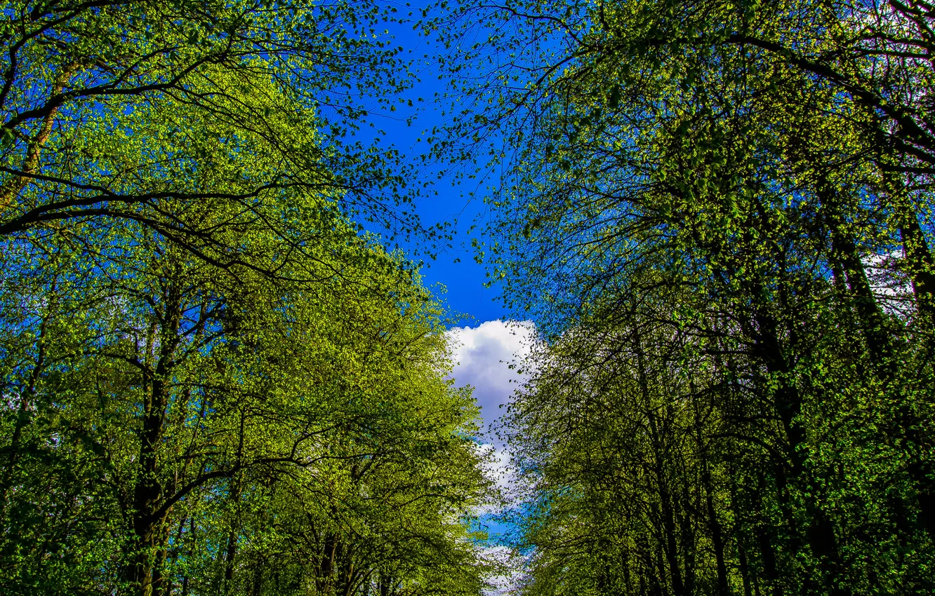 Фото обои лес, небо, облака, деревья, парк, аллея